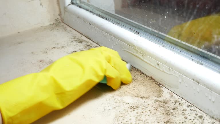 Mold Odor Removal Services in Sun Valley, PA